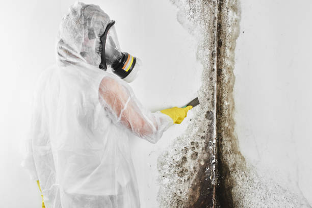 Best Asbestos and Lead Testing During Mold Inspection  in Old Stine, CA