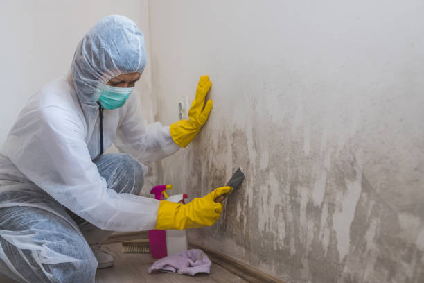 Best Black Mold Removal  in Old Stine, CA