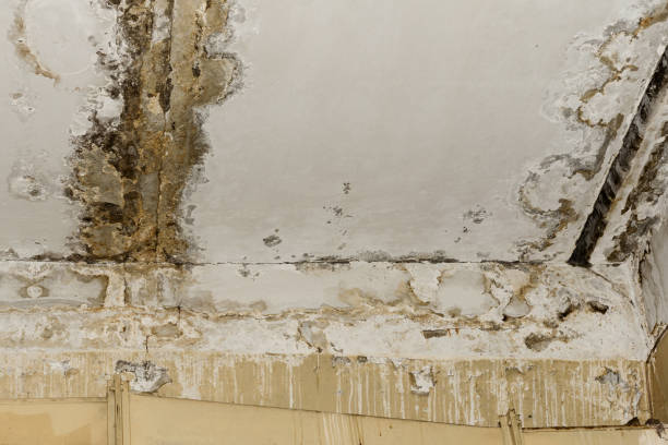 Best Attic Mold Removal  in Old Stine, CA