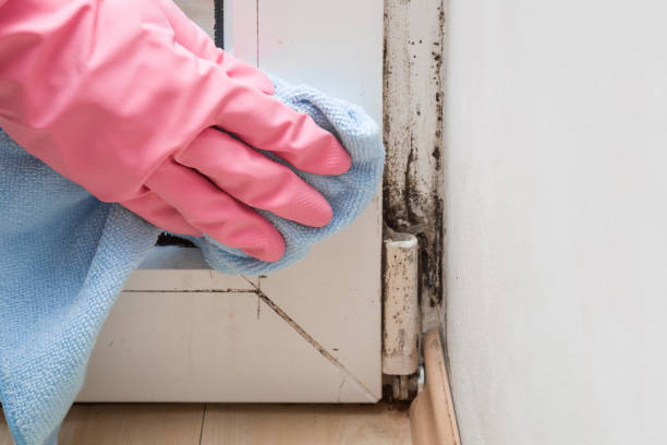 Best Commercial Mold Inspection  in Old Stine, CA